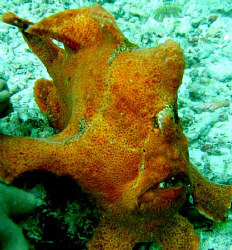 GIANT FROGFISH by Bernard Maglana 